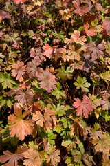 Geranium macrorrhizum 