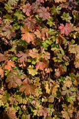 Geranium macrorrhizum 