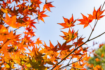Autumn Foliage at Huagang Guanyu in West Lake Hangzhou