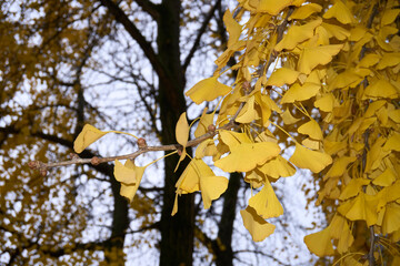 Ginkgo biloba yellow foliage in autumn