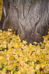 Ginkgo biloba yellow foliage in autumn
