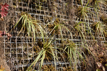Carex morrowii plants in a vertical garden