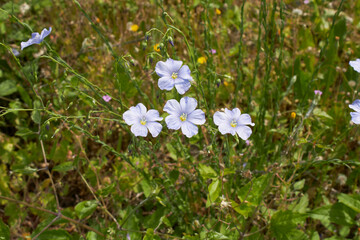 Linum perenne in bloom