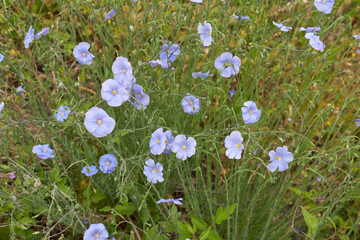Linum perenne in bloom