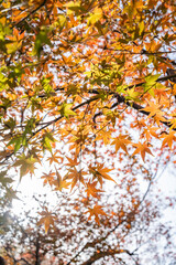 Autumn Foliage at Huagang Guanyu in West Lake Hangzhou