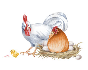 A composition with a white rooster, a brown laying hen and a chicken on an isolated background. Watercolor illustration of a chicken family in a poultry yard in natural colors. Realistic birds for