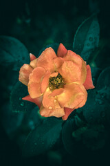 A close up of a garden orange rose flower in bloom with rain drops