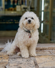 Close-Up of Maltipoo Dog Sitting Near Store Entrance