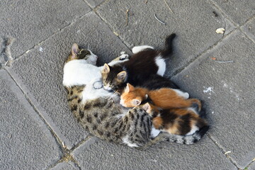 A cat lies on the floor nursing her babies.