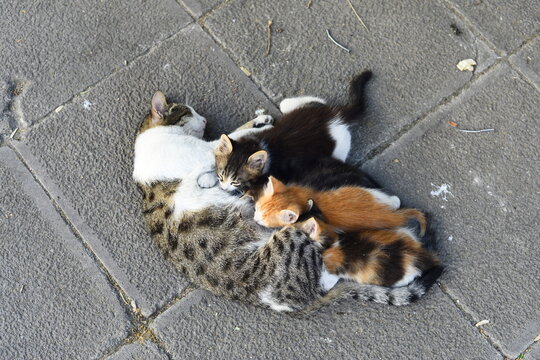A cat lies on the floor nursing her babies.