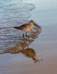 Fototapeta premium Shorebird Walking Along the Water Edge at Sunrise on a Beach