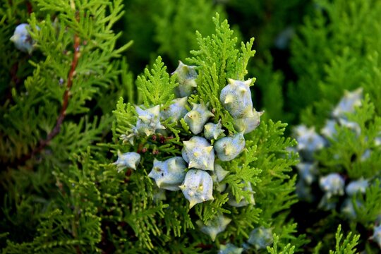 planta Platycladus orientalis 