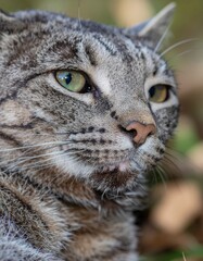 Close-Up of a Domestic Cat with Striking Green Eyes and Whiskers