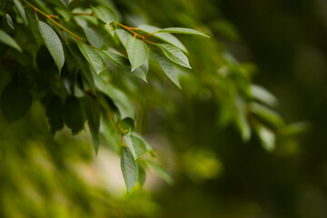 Fresh green leaves gently sway in a light breeze, capturing sunlight in a serene garden during a calm afternoon. Nature's beauty is on full display across lush greenery.