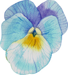 Pansy watercolor flower on a white background. Purple spring floral illustration, delicate hand-painted blossom, botanical art.