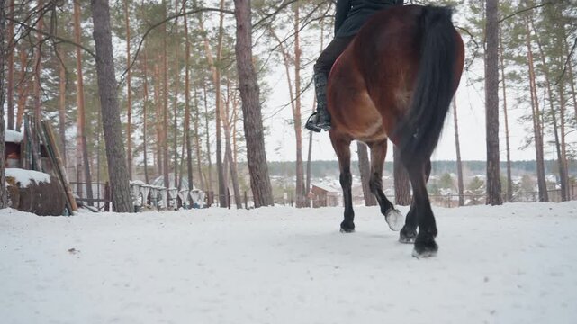 equestrian winter landscape, horse traverses snowcovered pine forest, calm rider journeys past icy lakeside pine trees, serene equestrian scene with rider near frozen lake under gray clouds