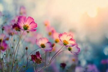Cosmos flowers beautiful in the garden
