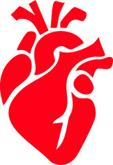 Anatomical heart icon , Human anatomical heart, heartbeat, cardiovascular, anatomy, medical, health, cardiology illustration, biology, organ, human heart collection, Vector illustration !