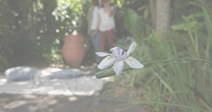 Framing iris blooming in backyard with clay pot, mat and pillows, blurred casual couple, copy space