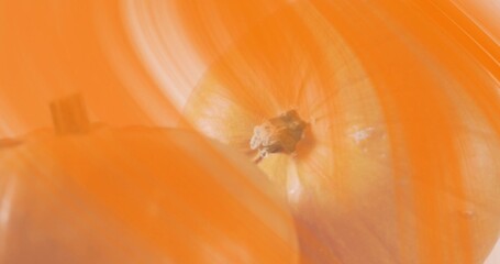 Showing primary yellow onion bulb with root end and papery skin in studio, with blurred bulb © vectorfusionart