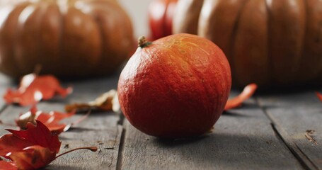 Fototapeta premium Showing small orange pumpkin sitting on rustic tabletop, with blurred larger pumpkins and leaves