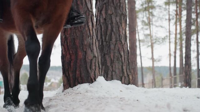 equine hooves stride through frosty forest floor, detailed view of horse steps on snow amidst pine trees, close perspective capturing hoof movement and snow impressions beneath winter pine canopy