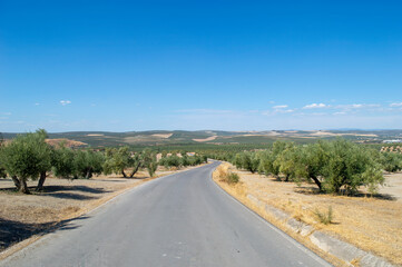 Carretera de segunda entre olivares. Paisaje de Ja&eacute;n