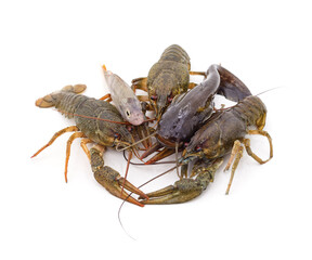 Fresh crayfish and fish on white background.