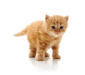 Cute little kitten looking into camera lens isolated on white background.