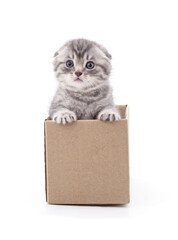 Gray kitten in a box isolated on a white background.