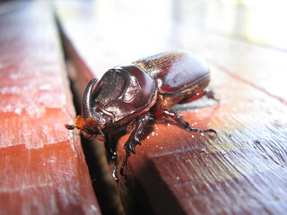 Close-up macro of a rhinoceros beetle on wood in Malaysia, showing its horn and glossy shell in natural light.