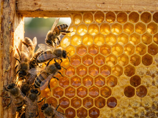 Honey bees working on a honeycomb frame in a beehive during golden hour. Close-up of apiculture and honey production.
