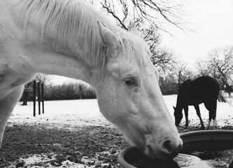 White horse at water trough during winter season for livestock animal hydration concept on farm.