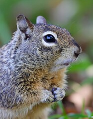 Close-up of a Curious Squirrel in Natural Habitat in Daylight