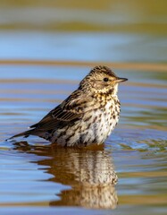 Brown and White Spotted Bird Standing in Calm Reflective Water