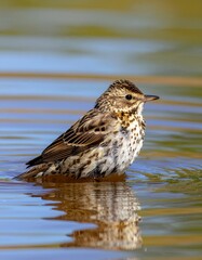 Bird Wading in Calm Water with Ripples Under Natural Light