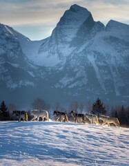 Herd of Cattle Moving Across Snowy Landscape with Mountain Backdrop