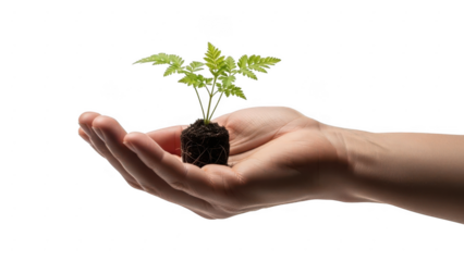 Hand holding a small green plant seedling with soil isolated on transparent background