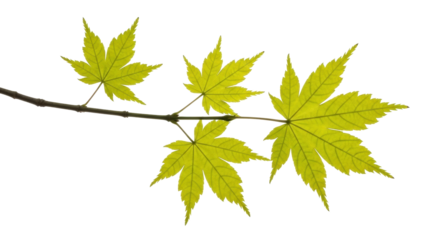 Isolated branch of Japanese maple leaves, backlit. Close up of Acer palmatum branch