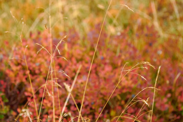 Autumn Landscape in Verbier closely Lac de Louvie
