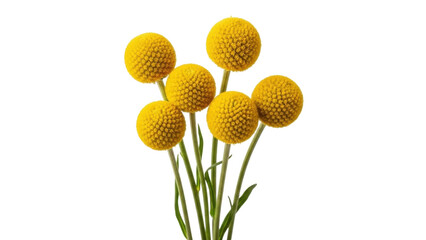 Isolated yellow billy buttons, craspedia globosa for design and decoration, simple floral concept