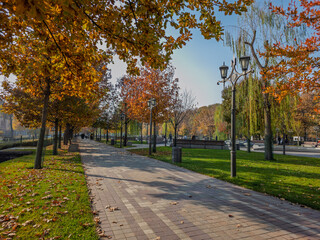 Fototapeta premium A park with a path lined with trees and a bench