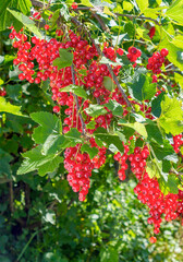 Currant berry. Ripe redcurrant berries on a bush.