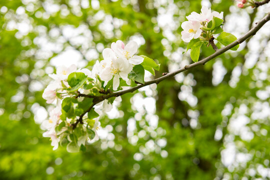 Close-up white Blooming apple tree blossoms. Fresh spring flowers. Perfect for spring themes and backgrounds, for web design and advertising