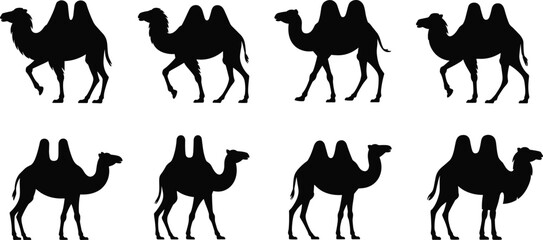 Bactrian camel silhouette, desert animal, walking pose, two hump camel, black icon, minimal design, nature illustration, flat vector
