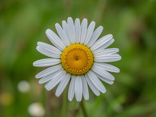 Obraz premium Capture the essence of nature with this enchanting daisy blossom, perfect for adding a touch of tranquility and organic charm to your designs