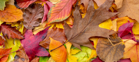 vibrant, top-down close-up shot pile fallen autumn leaves background, bright yellows, oranges, fiery reds, green and brown leaves, foliage, fall season, nature, and change, celebration harvest time