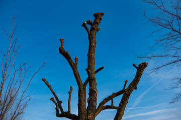 tree with heavily pruned branches against clear blue sky, cuts from crown reduction, stark silhouette bare limbs in winter or early spring, winter gardening, pruning, maintenance urban or park trees