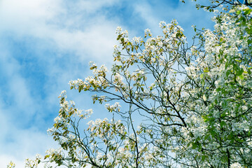 Delicate white flowers of Smooth Serviceberry. Spring blossom, natural beauty. Use for spring designs and ecological themes