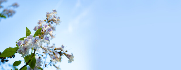 Close-up delicate white Blooming Paulownia tomentosa blossoms. Fresh spring flowers. Perfect for spring themes and backgrounds, for web design and advertising